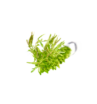 Rotala Nanjenshan