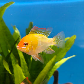 Gold Rams