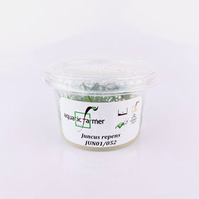 Juncus Repens Tissue Culture