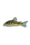 Peppered Cory Catfish Pre Order