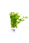 Rotala Rotundifolia Green Lead Bunch