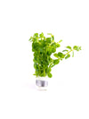 Rotala Rotundifolia Green Lead Bunch