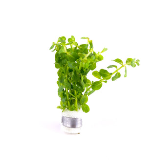 Rotala Rotundifolia Green Lead Bunch