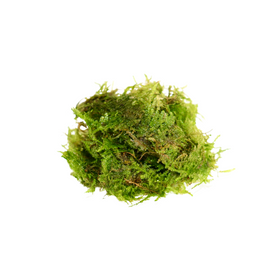 Mini Christmas Moss