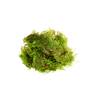Mini Christmas Moss