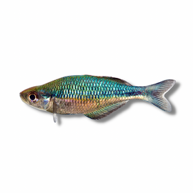 Turquoise Rainbowfish