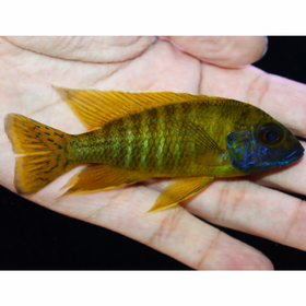 Uncle Wuddy Yellow Regal 4” Male