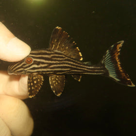 L-191 Royal Pleco