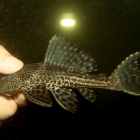 Trinidad Pleco 2"- 3"