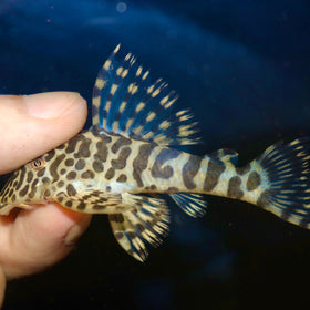 L134 Leopard Frog Pleco