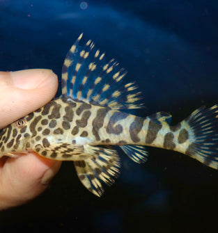 L134 Leopard Frog Pleco