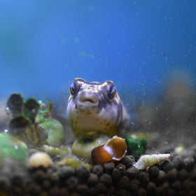 Fahaka Puffer Pre Order