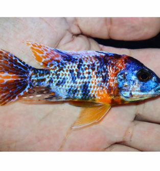 Uncle Wuddy Orange & Blue OB 4” Male