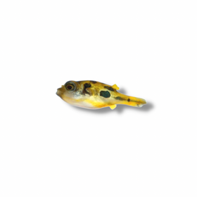 Pea Puffer