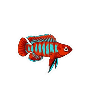 Scarlet Badis Sticker
