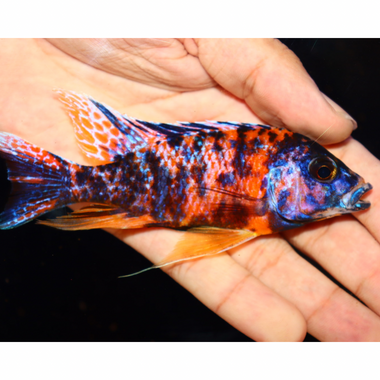 Uncle Wuddy Orange OB 4” Male