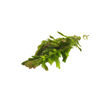 Hornwort