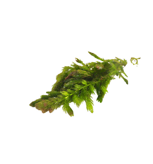 Hornwort