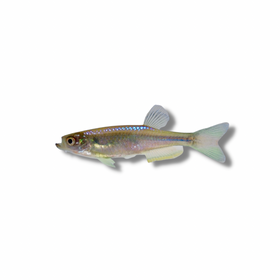Pearl Danio
