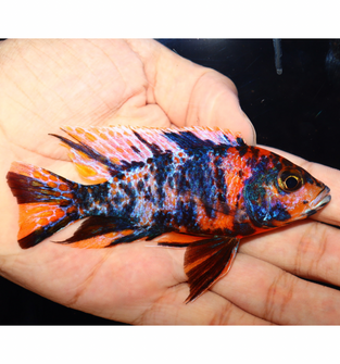 Uncle Wuddy Orange & Blue OB 4” Male