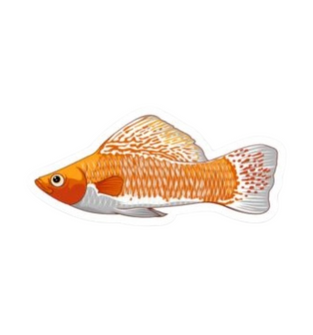 Sailfin Molly Sticker