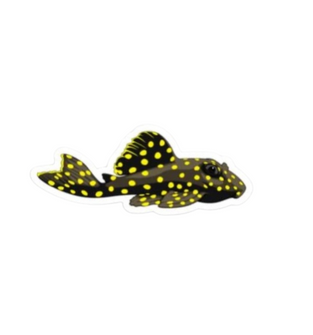 Gold Nugget Pleco Sticker
