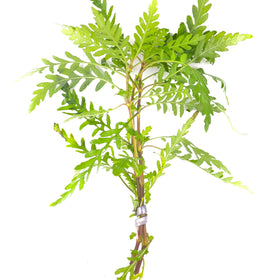 Hygrophilia Pinnatifida