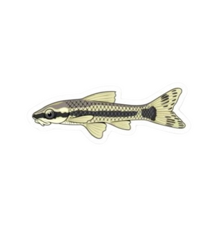 Otocinclus Sticker