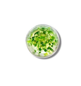Hydrocotyle Sibthorpiodes - Tissue Culture