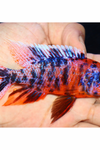 Uncle Wuddy Orange & Red OB 4” Male