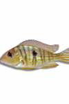 Geophagus sp. Red Tapajo