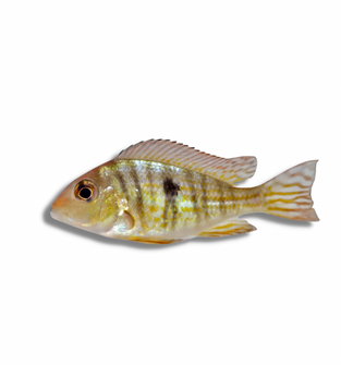 Geophagus sp. Red Tapajo